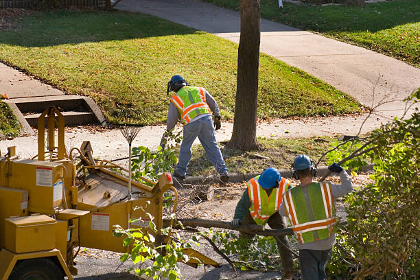 Best Affordable Tree Service  in New Bedford, PA